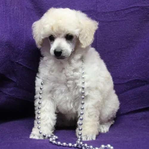 Poodle Toy: Uma bolinha de pelos incrível 