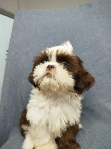 Shihtzu macho