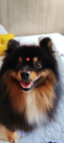 Spitz Alemão Fêmea