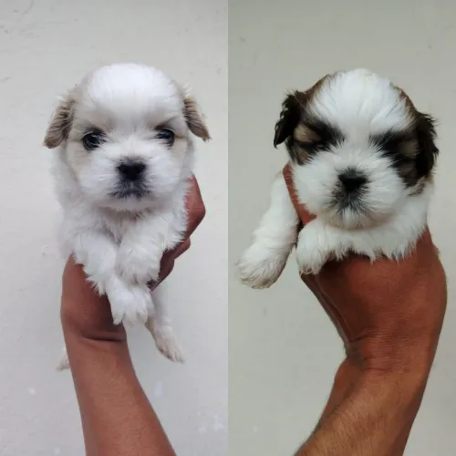 Shih tzu fêmea shih tzu fêmea