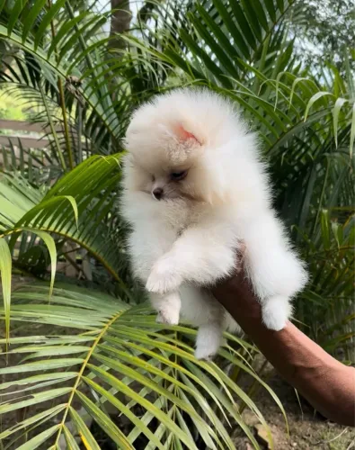 Spitz alemão macho 