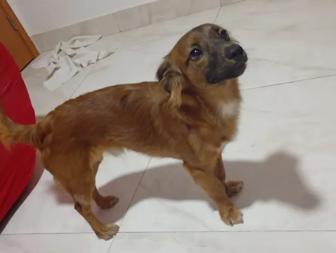 Doação de cachorro 