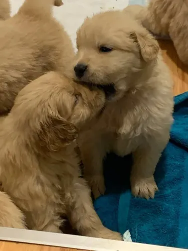 Golden