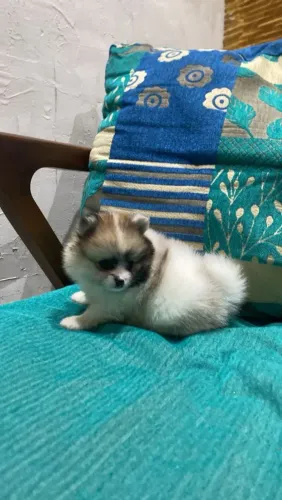 Spitz alemão Anão Fêmea 2.500