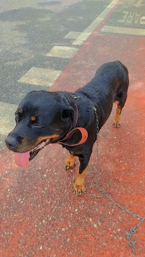 Rottweiler