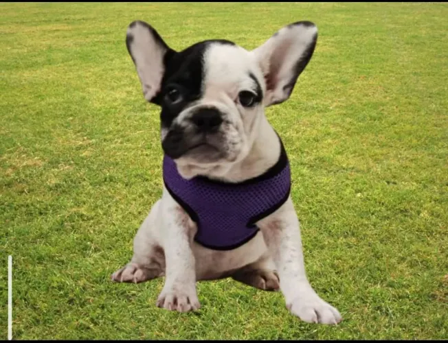 Bulldog Francês Fêmea PiedBald