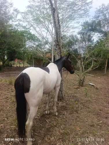 Egua mangalarga 