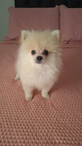 Spitz Alemão