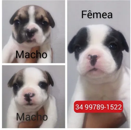 Bulldog Francês