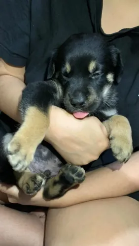 Vende-se filhote de rottweiler misturado