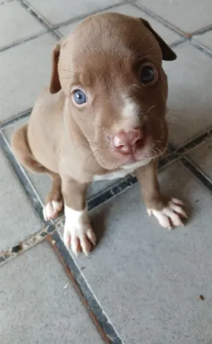 Bebês filhotes de pittbull