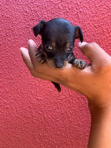 Pinscher zero macho 
