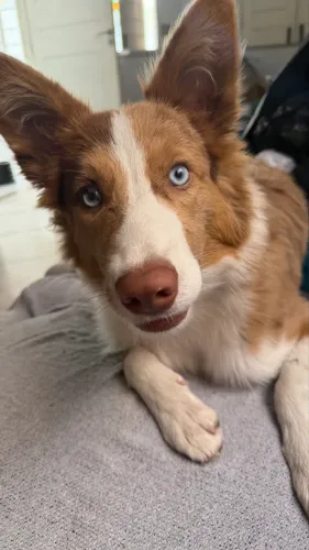 Border collie fêmea pra cruzar 