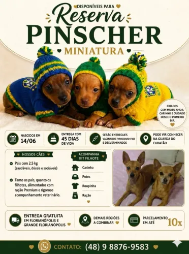 Filhotes de Pinscher miniatura fêmea e machos parcelo e entrego vacinado desverminado