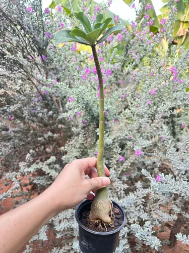 Rosas do deserto