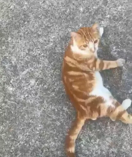 Lindo gato castrado para adoção!