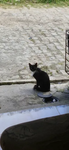 Frajolinha