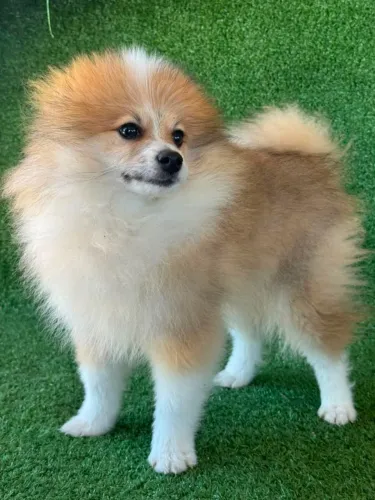 Lulu Pomerânia