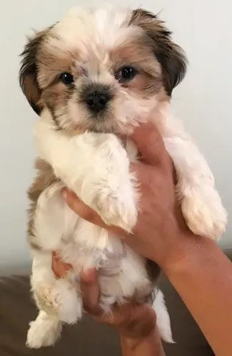 Doando filhote de shih tzu 