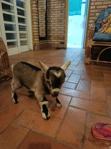 Mini cabrito macho