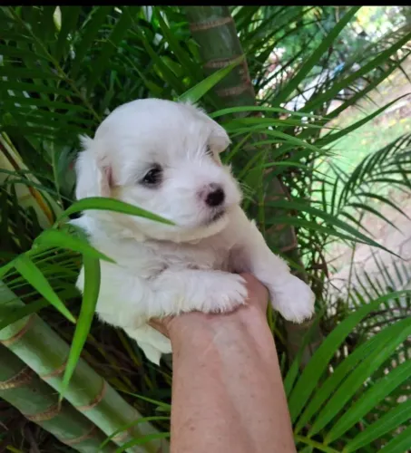 Lindos Filhotes de Maltês com Pedigree