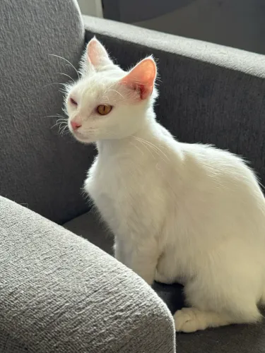 Doacao de uma gata
