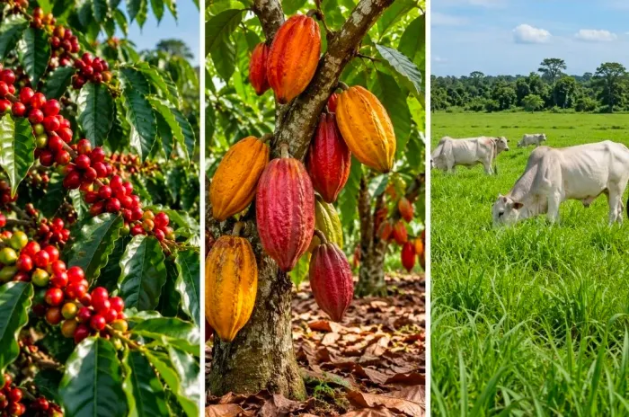 FAZENDA PRODUTIVA À VENDA - SANTA LUZIA/BA