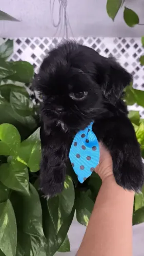 Vendo um lindo filhotinho de Shitzu macho