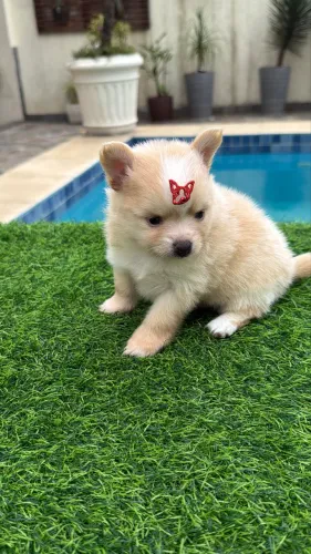 Chihuahua anão