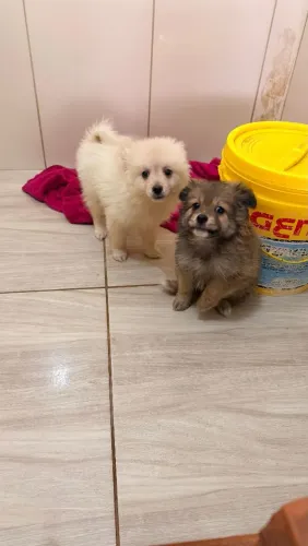 Vende se lulu da pamerãnia 