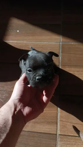 American Bully