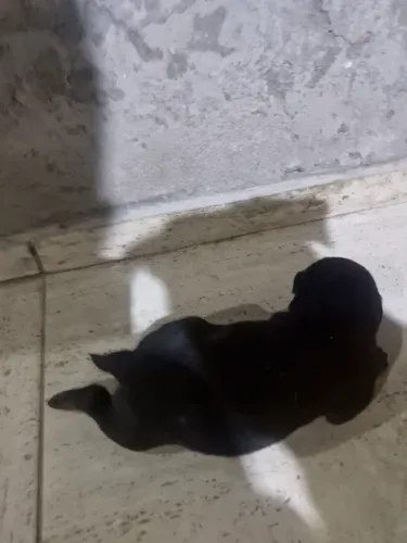 Cachorro rottweiler filhotes