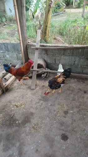 Galo Rodhia