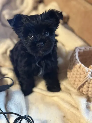 Belíssima fêmea black yorkshire pequenina pura