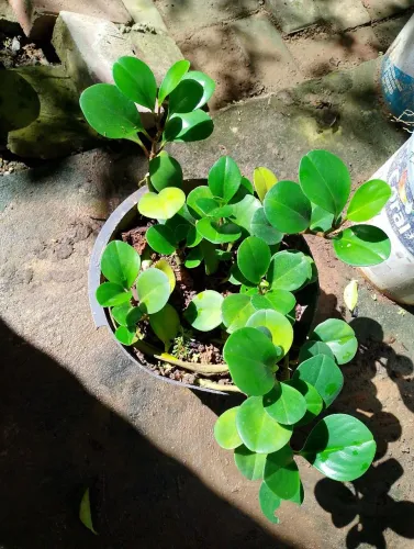 Planta se adapta em qualquer ambiente
