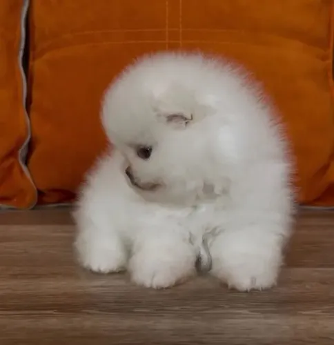 Cachorro Lulu da Pomerania a verdadeira foma de amor, para dia dos namo.