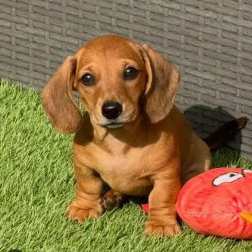 Basset Mini Filhotes Dachshund Maravilhosos.