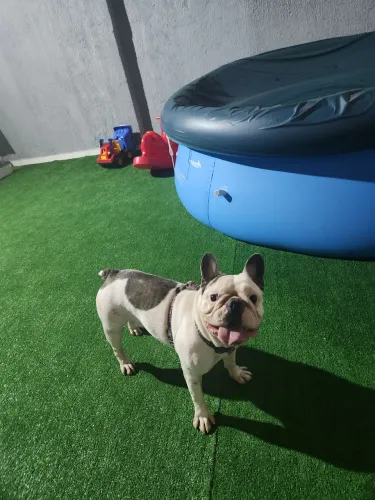 Bulldog frances