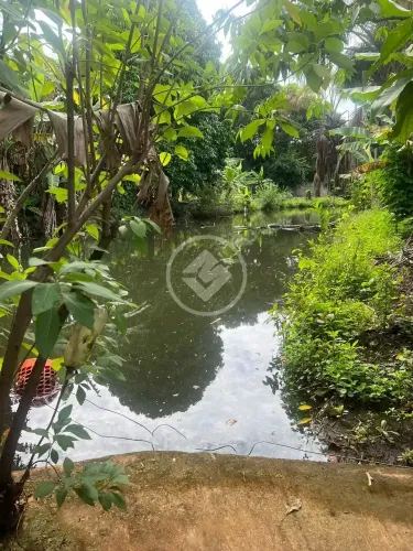 CHÁCARA COM LOCALIZAÇÃO PRIVILEGIADA, LAGO PRIVATIVO E MUITAS ARVORES FRUTÍFERAS. codigo: