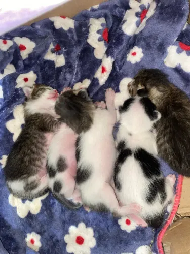Gatos para adoção