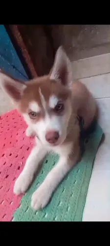 Vendo Husky Siberiano <br>Vai fazer 2 meses dia 19 <br>Macho mais informações P.V