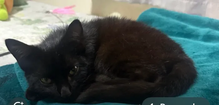 Doa -se lindo gatinho