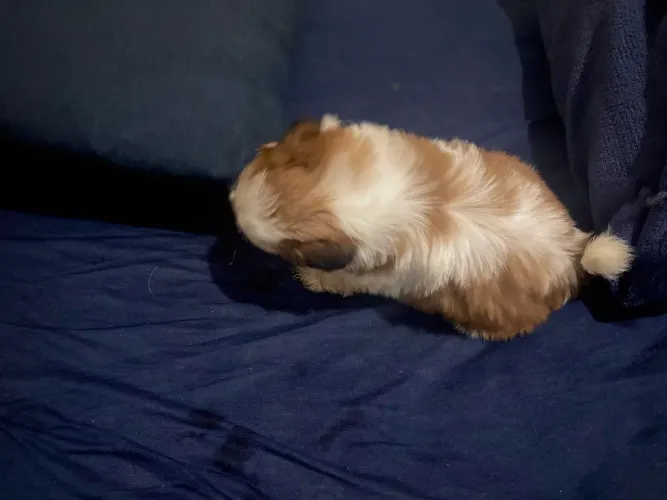 Filhotes de Shih Tzu à venda
