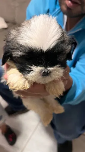 Shih Tzu Macho