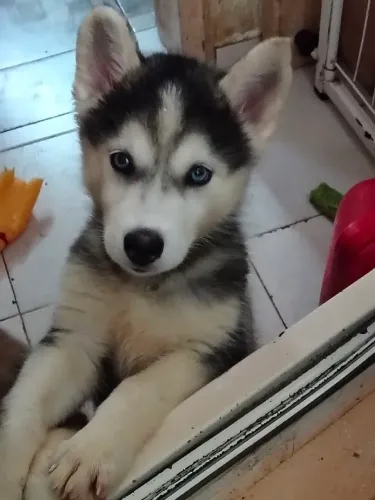 Cachorro