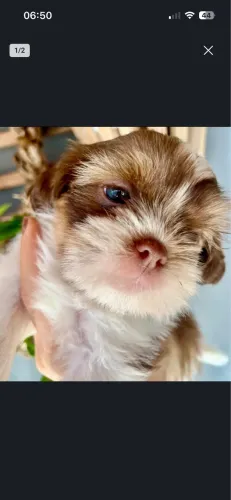 Shih Tzu