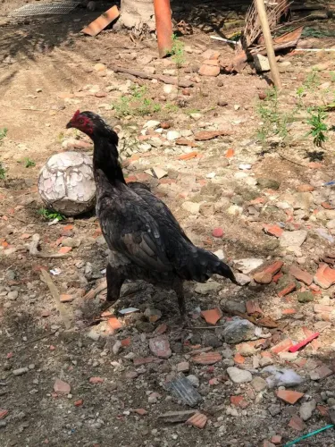 GALO E GALINHA