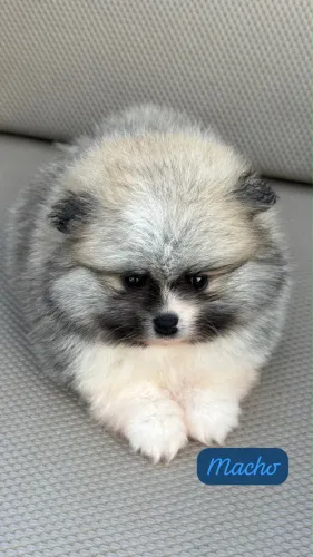 Spitz Alemão Filhote com Excelente Padrão