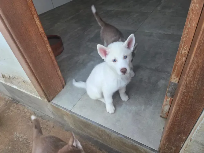 Filhote Husky Siberiano 