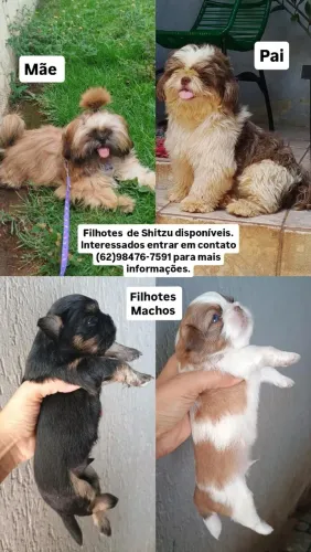 Filhotes de Shitzu disponíveis.